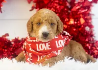 Larry - Mini, a male Goldendoodle for sale in Goshen, IN – Photo 8 of 8