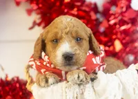 Larry - Mini, a male Goldendoodle for sale in Goshen, IN – Photo 6 of 8