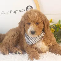 Larry - Mini, a male Goldendoodle for sale in Goshen, IN – Photo 6 of 10