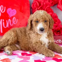Larry - Mini, a male Goldendoodle for sale in Goshen, IN – Photo 10 of 10