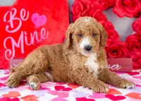 Larry - Mini, a male Goldendoodle for sale in Goshen, IN – Photo 4 of 8