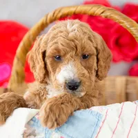 Larry - Mini, a male Goldendoodle for sale in Goshen, IN – Photo 7 of 10