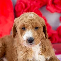 Larry - Mini, a male Goldendoodle for sale in Goshen, IN – Photo 9 of 10