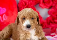 Larry - Mini, a male Goldendoodle for sale in Goshen, IN – Photo 3 of 8