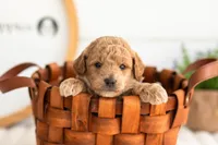 Fin - Mini, a male Miniature Goldendoodle for sale in Goshen, IN – 5 of 6