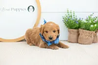 Putzie - Medium, a male Goldendoodle for sale in Goshen, IN – 8 of 10