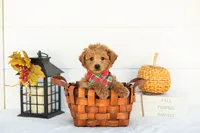 Bumble - Mini, a male Goldendoodle for sale in Goshen, IN – 1 of 9