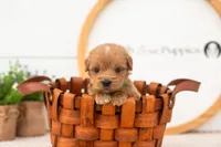 Elijah - Medium, a male Goldendoodle for sale in Goshen, IN – 3 of 7