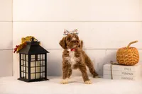 Tatra - Medium, a female Goldendoodle for sale in Goshen, IN – 3 of 4