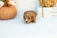 Angie - Mini, a female Goldendoodle for sale in Goshen, IN – 2 of 3