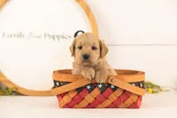 Debra - Medium, a female Goldendoodle for sale in Goshen, IN – 2 of 4