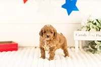 Cobalt - Micro, a male Goldendoodle for sale in Goshen, IN – 2 of 3