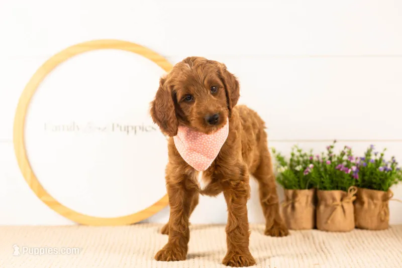 Teton - Mini – Miniature Goldendoodle puppy for sale in Goshen, IN