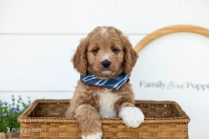Brie - Micro – Goldendoodle puppy for sale in Goshen, IN