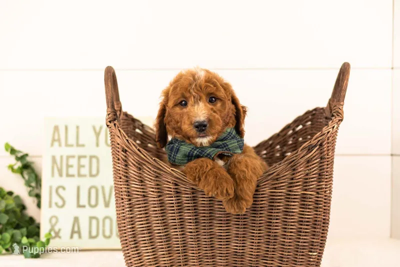 Pika - Mini – Miniature Goldendoodle puppy for sale in Goshen, IN