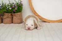 Flash - Mini, a male Miniature Goldendoodle for sale in Goshen, IN – 4 of 4