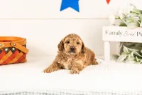 Benji - Micro, a male Goldendoodle for sale in Goshen, IN – 2 of 4