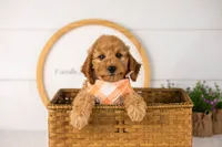 Rainer - mini, a male Miniature Goldendoodle for sale in Goshen, IN – 4 of 10