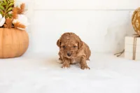 Nellie, a female Goldendoodle for sale in Goshen, IN – 2 of 4