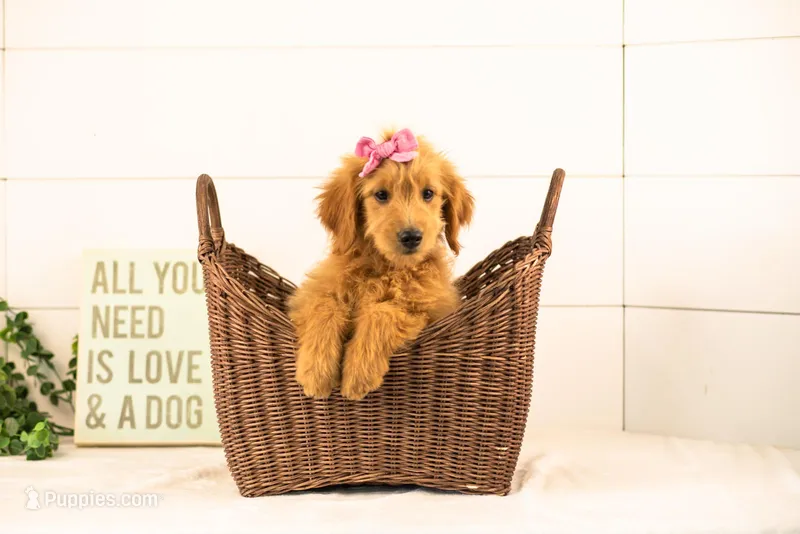 Ellie - Medium – Goldendoodle puppy for sale in Goshen, IN