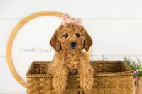 Savannah - Mini, a female Miniature Goldendoodle for sale in Goshen, IN – 2 of 10