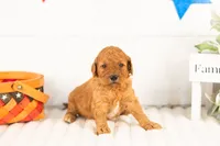 Savannah - Mini, a female Miniature Goldendoodle for sale in Goshen, IN – 1 of 3