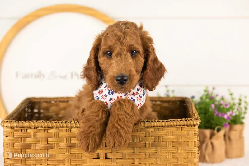 Zion - mini – Miniature Goldendoodle puppy for sale in Goshen, IN