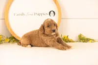Ophelia - Medium, a female Goldendoodle for sale in Goshen, IN – 2 of 4