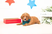 Luke - Micro, a male Goldendoodle for sale in Goshen, IN – 1 of 3