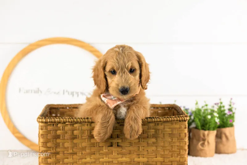 Putzie - Medium – Goldendoodle puppy for sale in Goshen, IN