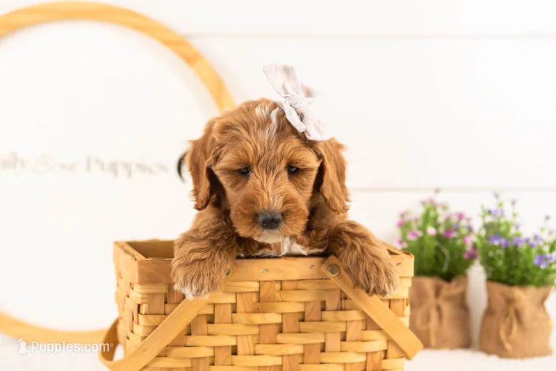Rosalind - Mini – Miniature Goldendoodle puppy for sale in Goshen, IN