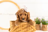Rosalind - Mini, a female Miniature Goldendoodle for sale in Goshen, IN – 1 of 6