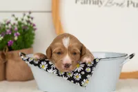 Blaze - Mini, a male Miniature Goldendoodle for sale in Goshen, IN – 2 of 4