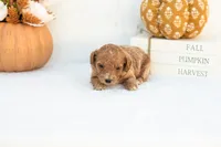 Ashley - Mini, a female Goldendoodle for sale in Goshen, IN – 3 of 4