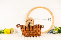 Samwise - Medium, a male Goldendoodle for sale in Goshen, IN – 2 of 3