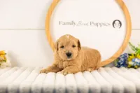 Samwise - Medium, a male Goldendoodle for sale in Goshen, IN – 3 of 3