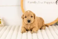 Samwise - Medium, a male Goldendoodle for sale in Goshen, IN – 1 of 3