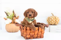 Armani - Mini, a male Goldendoodle for sale in Goshen, IN – 3 of 4
