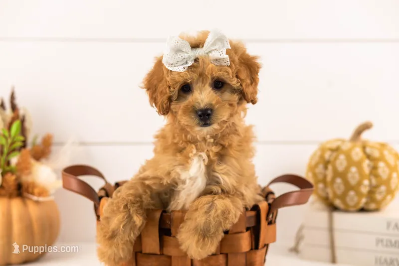 Mantis - Mini – Goldendoodle puppy for sale in Goshen, IN