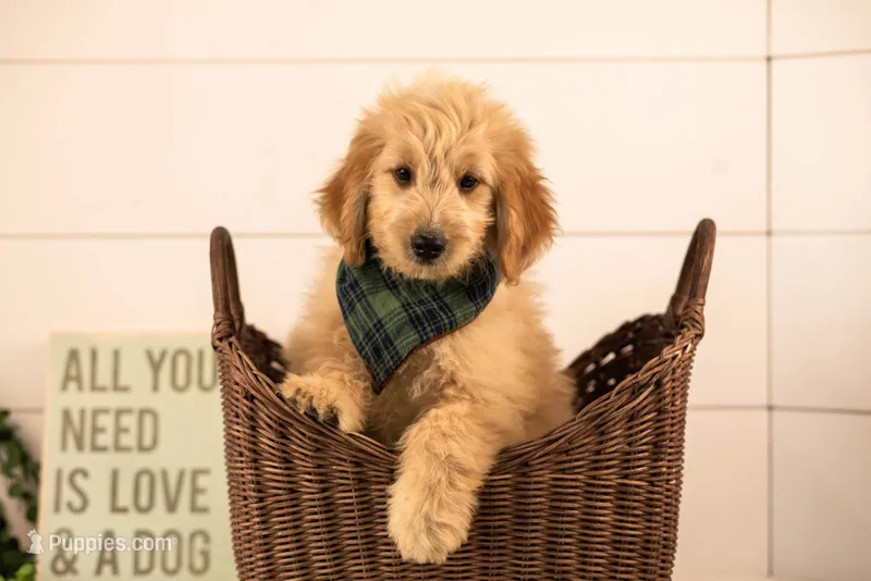 Ezra - Medium – Goldendoodle puppy for sale in Goshen, IN
