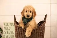 Ezra - Medium, a male Goldendoodle for sale in Goshen, IN – 1 of 10