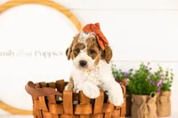 Lucy - Medium, a female Goldendoodle for sale in Goshen, IN – 3 of 9
