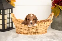 Jade - Micro, a female Goldendoodle for sale in Goshen, IN – 4 of 5