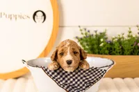 Lola - Medium, a female Goldendoodle for sale in Goshen, IN – 2 of 4