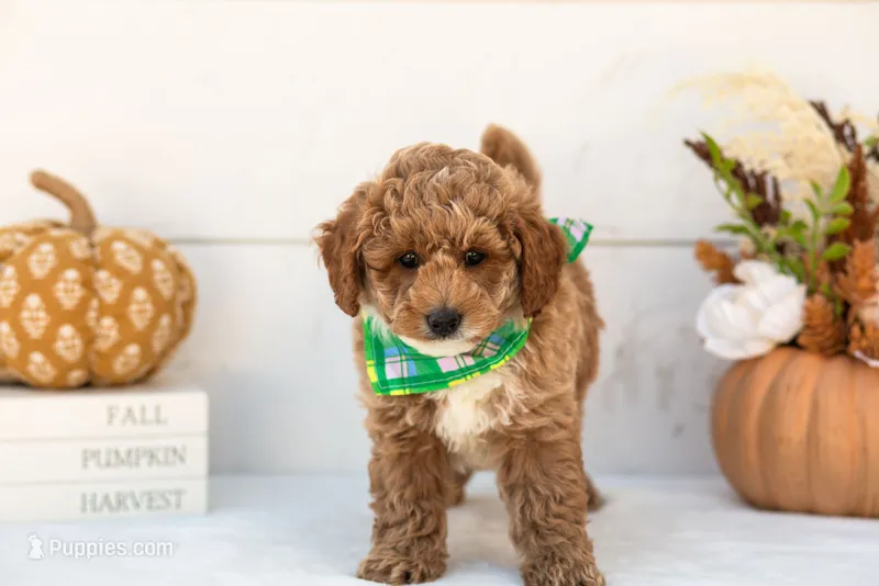 Fuji - Micro – Goldendoodle puppy for sale in Goshen, IN