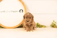 Ophelia - Medium, a female Goldendoodle for sale in Goshen, IN – 1 of 4