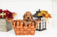 Tin Man - Medium, a male Goldendoodle for sale in Goshen, IN – 5 of 5