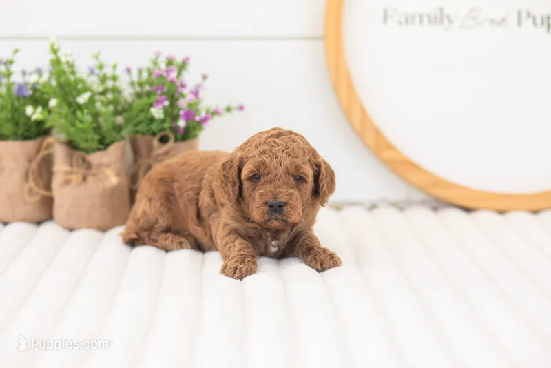 Mallory - Mini – Miniature Goldendoodle puppy for sale in Goshen, IN