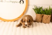 Larisa - Medium, a female Goldendoodle for sale in Goshen, IN – 2 of 3