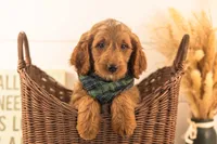 Oscar - Medium, a male Goldendoodle for sale in Goshen, IN – 3 of 10